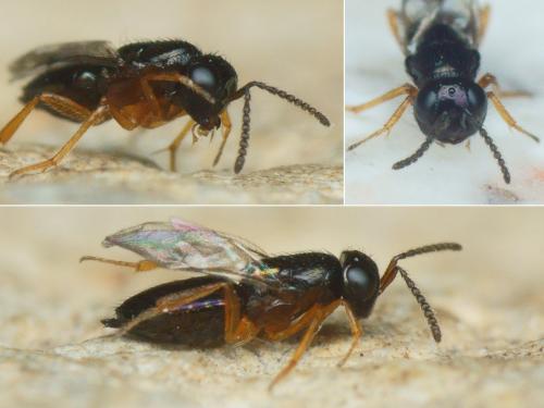 Tachinaephagus zealandicus